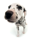 dalmatian