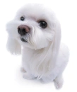 maltese