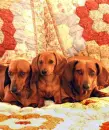 dachshunds