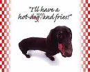 dachshund