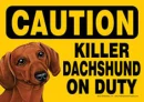 dachshund