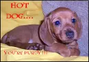 dachshund