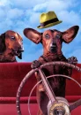 dachshund