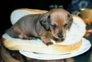 dachshund