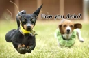 dachshund