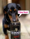 dachshund