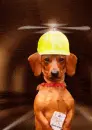 dachshund