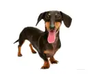 dachshund