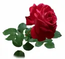 bella rosa