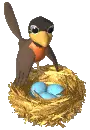robin and eggs