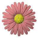 pink daisy