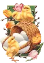 eggs