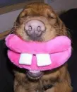 silly dog