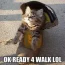 kitten