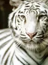 white tiger