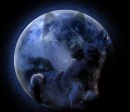 black wolf