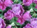 seamless glitter flowers spring background
