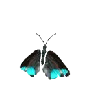 áƒ¦BuTeRfLyáƒ¦