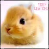 The Pet Shop (request)