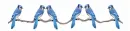 Blue birds