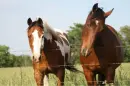 SnowStar and blaze