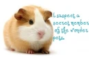 A secret wonder pet