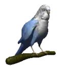 parakeet