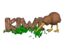 Kiwi bird