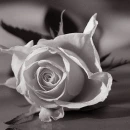 Dark Rose