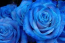 Blue Rose