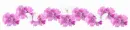 pink flower