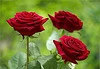 red rose