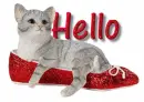 Hello