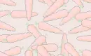 carrots wallpaper