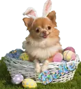 cute easter dog bunny Belle