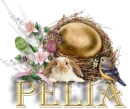 Pelia