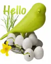 Hello
