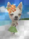 hula dog