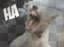 crazy laughing dog