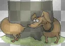 dachshund