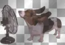 fan.vs.dog