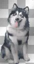 laughing husky