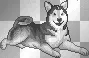 barking husky