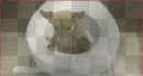 dog.vs.toilit