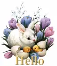 Hello