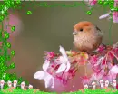 cute birdie 