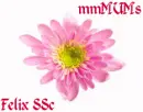 mmm . . . ChrysantheMUMS