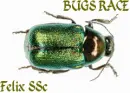 BUGS RACE
