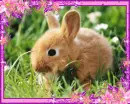 lovely  bunny