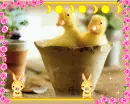bunnies and chicks 